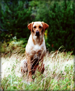 Hope Labrador Retriever