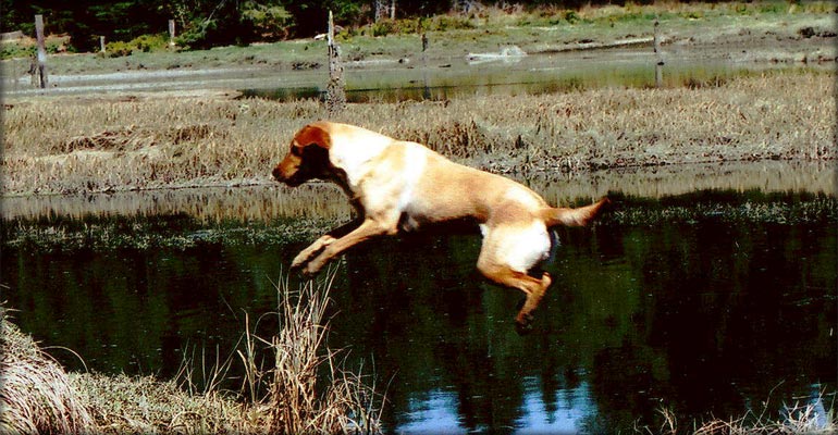 Hope Labrador Retriever