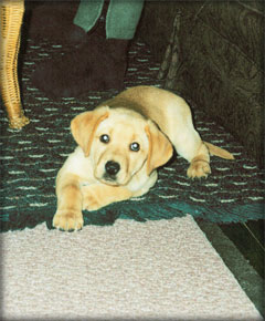 Hope Labrador Retriever