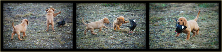 Labrador Retriever Puppies Retrieving