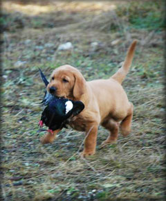 Labrador Retriever Puppy 1st Retrieve