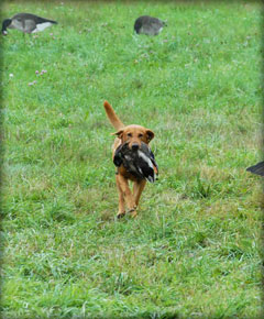 Tank Hunting Labrador Retriever Kennel
