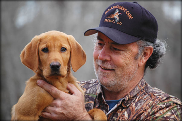 Tank Labrador Retriever