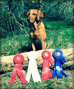 Tank Labrador Retriever
