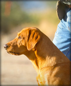 Tank Labrador Retriever