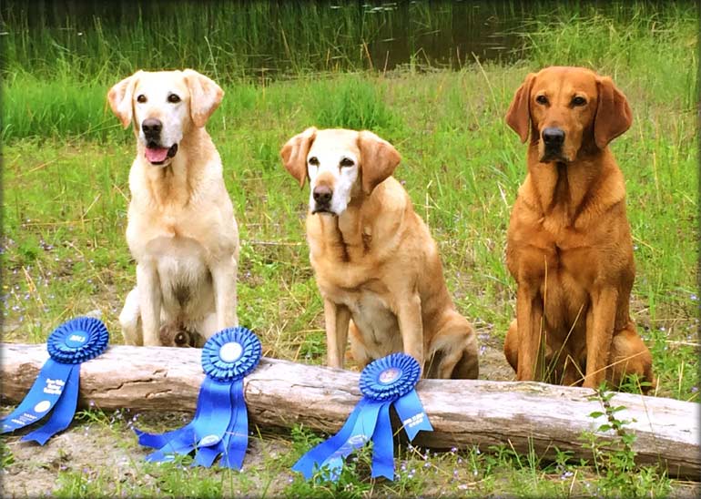 Championship Labrador Retrievers