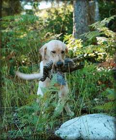Labrador Retriever