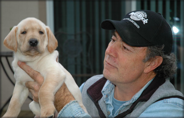Labrador Retriever