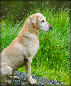 Labrador Retriever