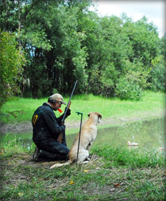 Wily Hunting Labrador Retriever