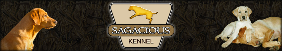 Sagacious Kennel